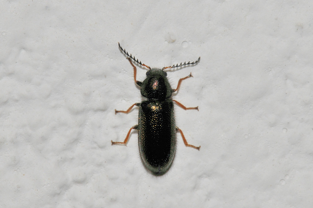 Aplocnemus chalconatus (cf.) (Dasytidae)